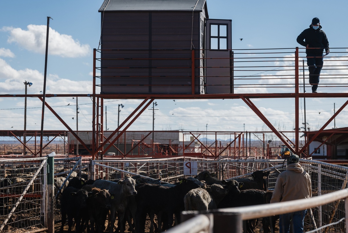 To fight screwworm, the U.S. is opening a South Texas facility to disperse sterile flies